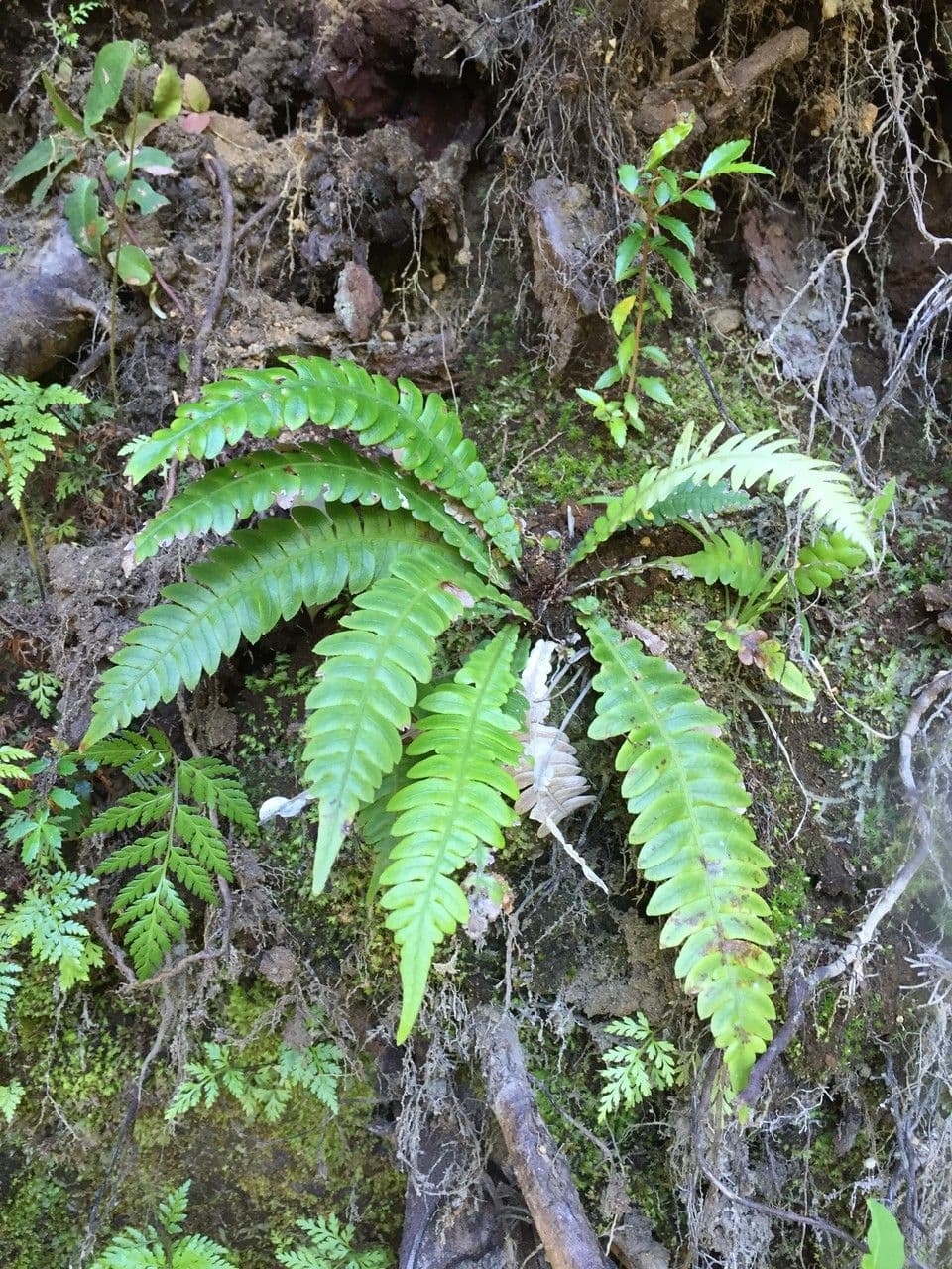 Blechnum 2