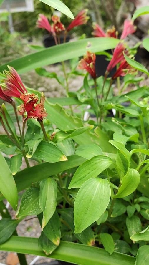 Alstroemeria 2