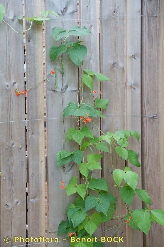 Runner bean 26