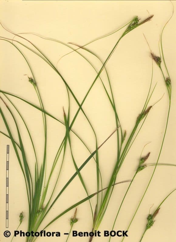 Olbius Segge 24
