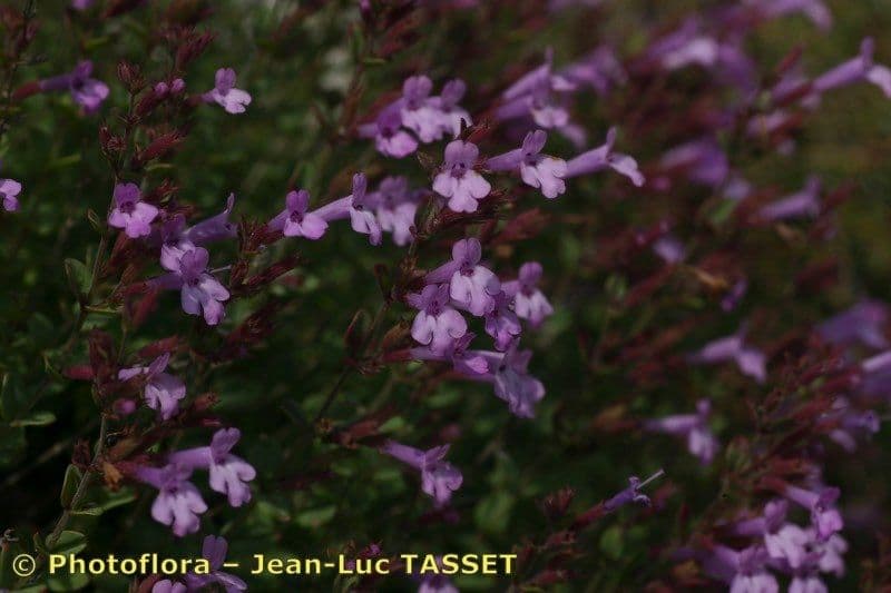 Micromeria marginata 18