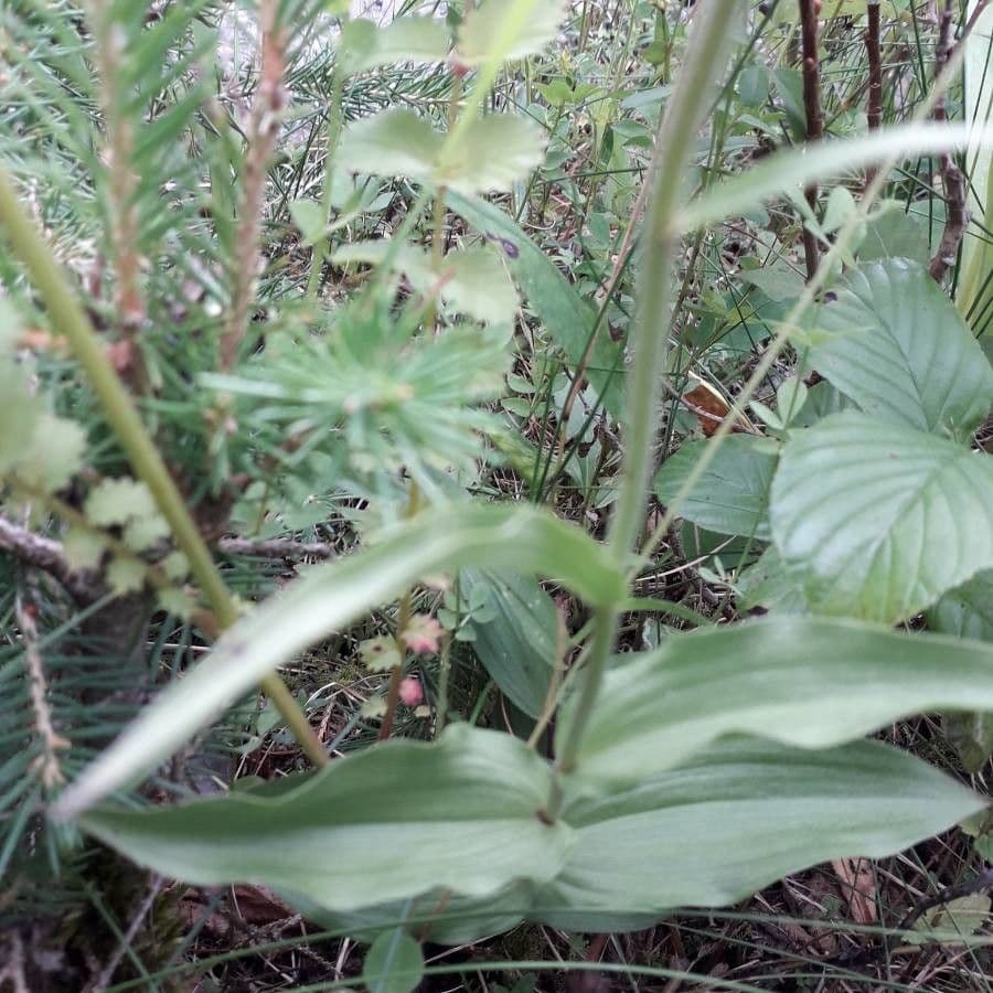 Elleborine violacea 17