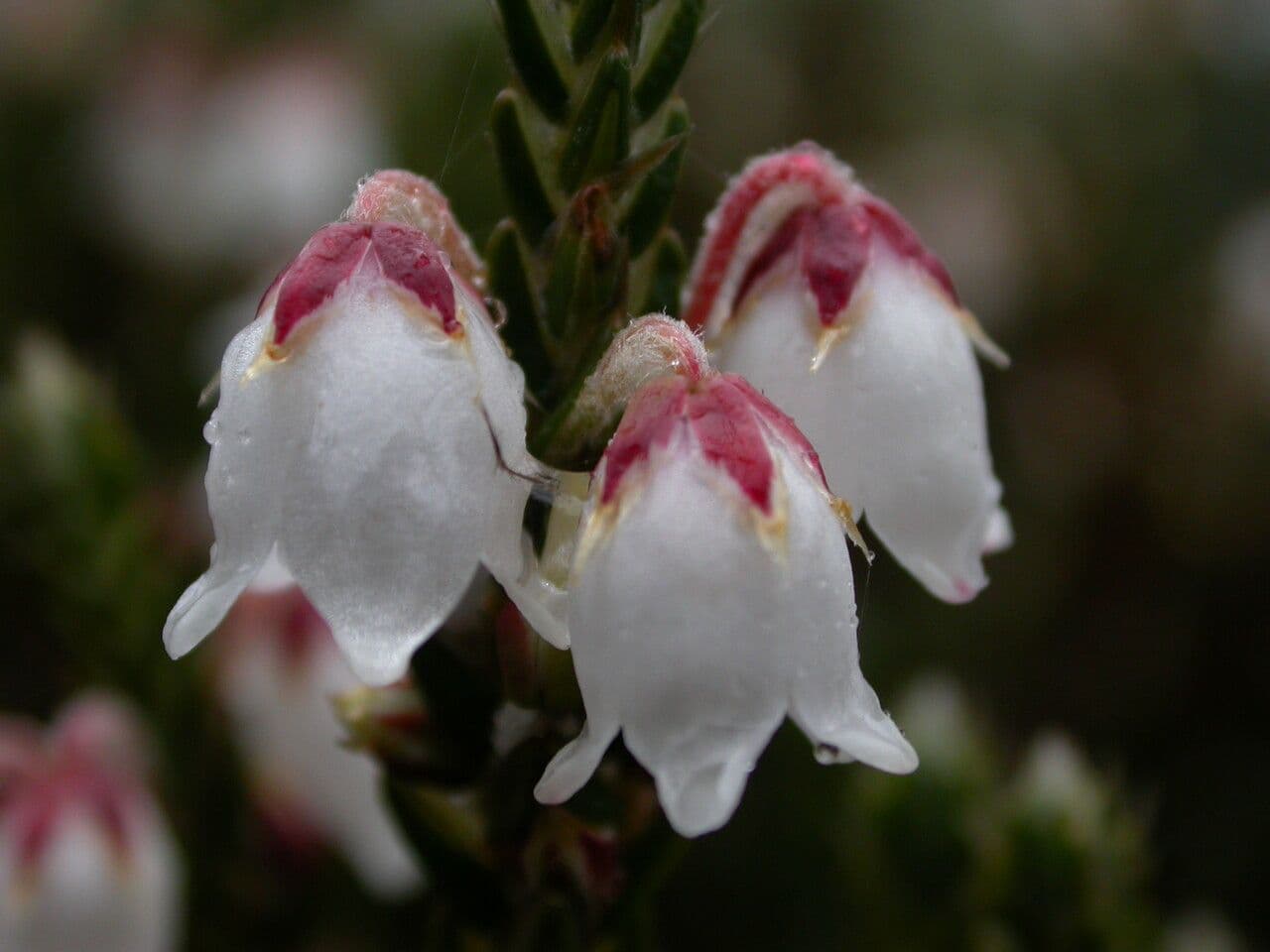 Cassiope fastigiata 5