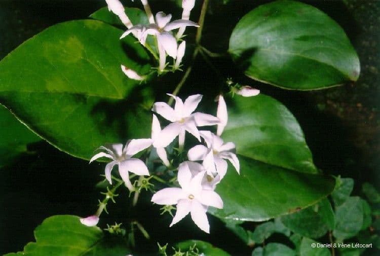 Jasmin 8