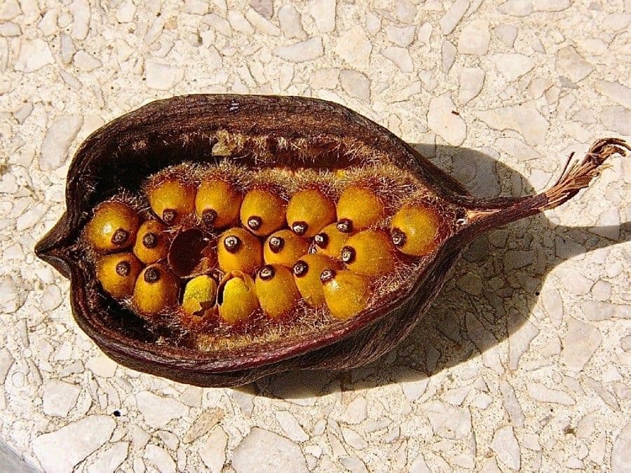 Brachychiton 4