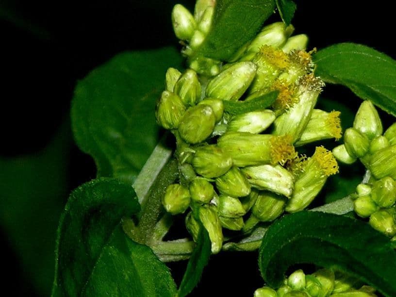 Schistocarpha
