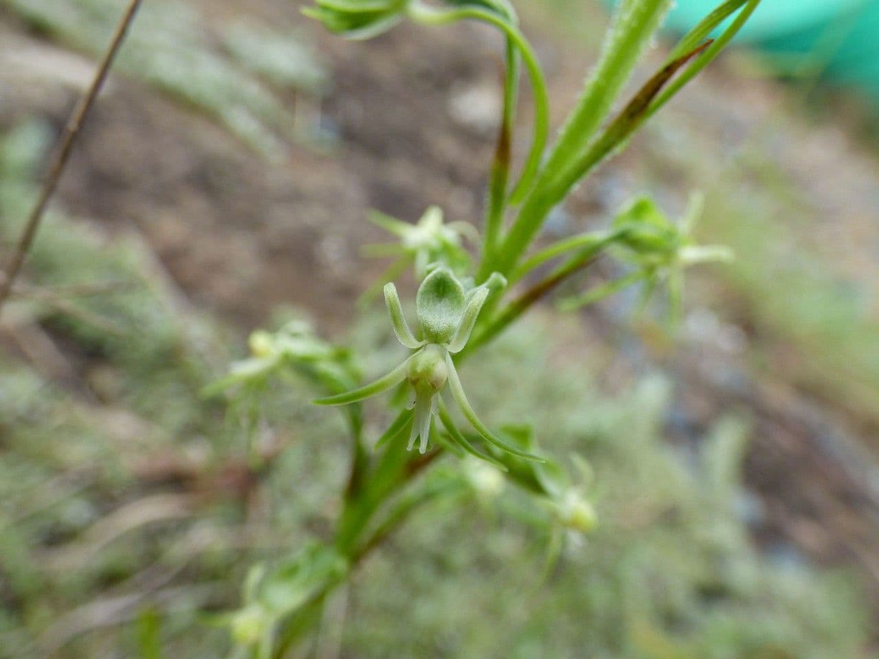 Orchidea