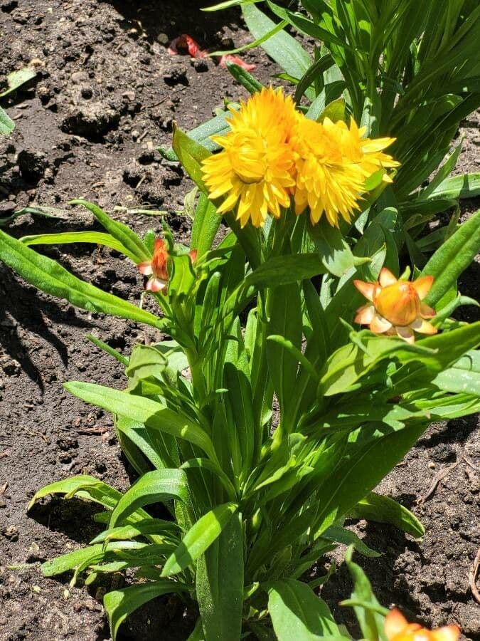 Xerochrysum 19