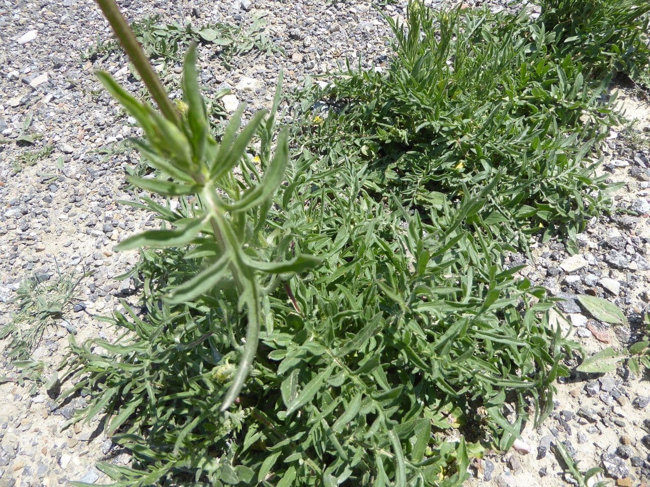 Centaurea collina 22