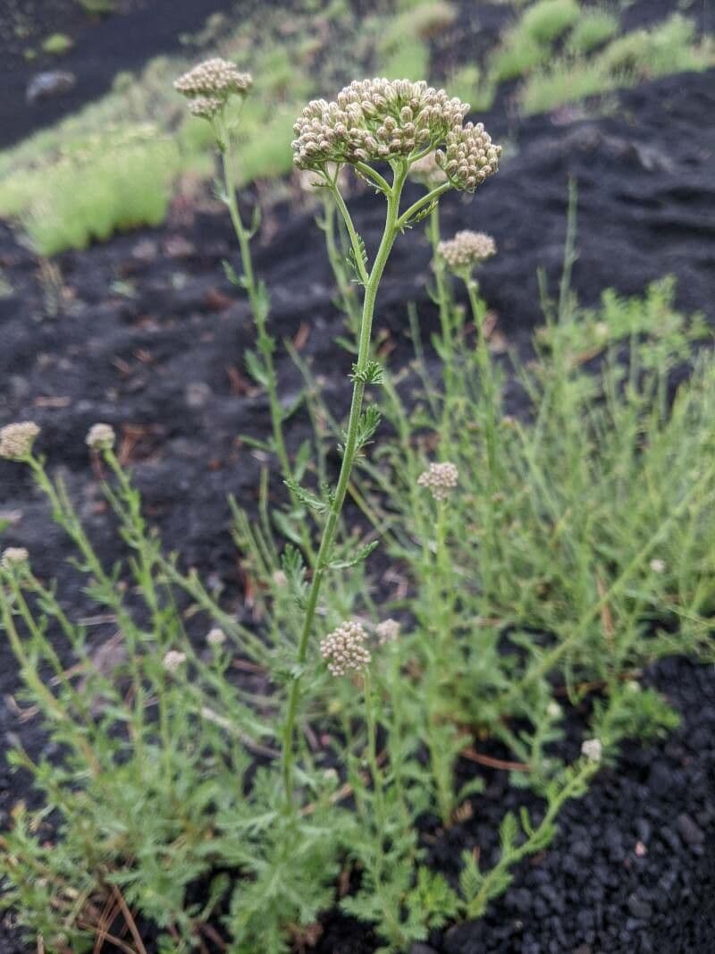 Achillea ligustica 10