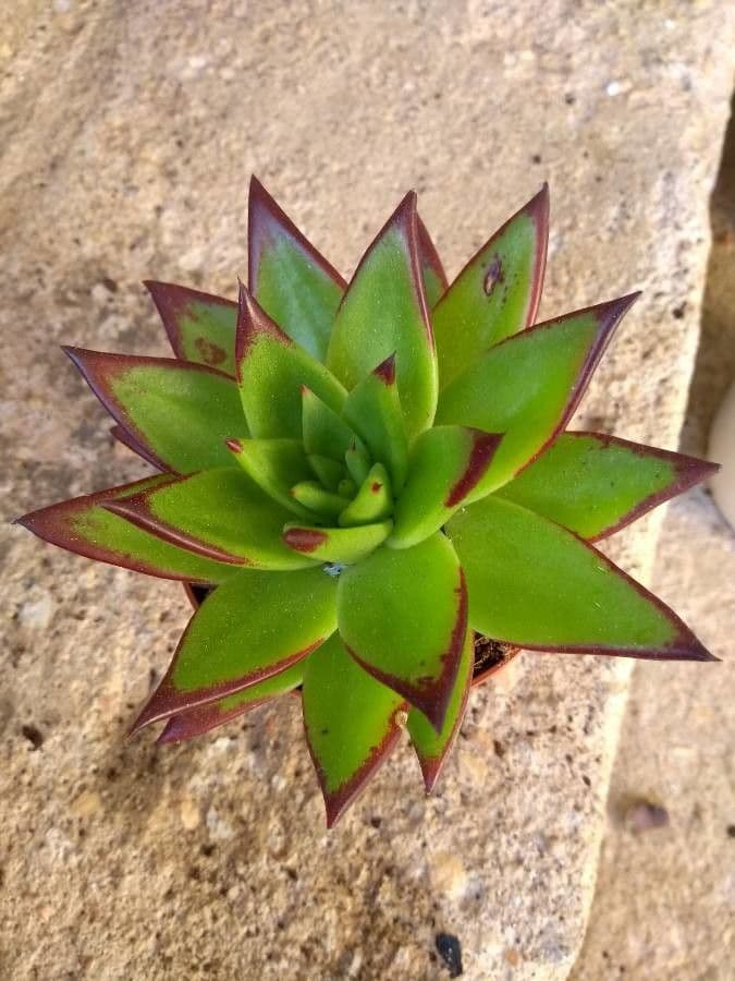 Echeveria 15