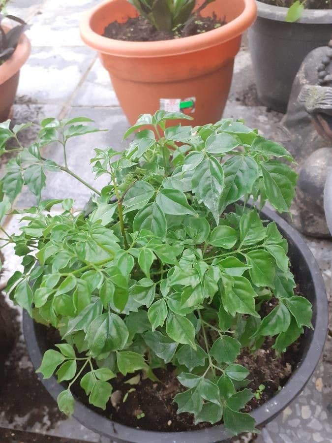 Radermachera sinica 10