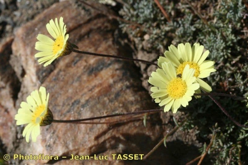Leucanthemopsis 2