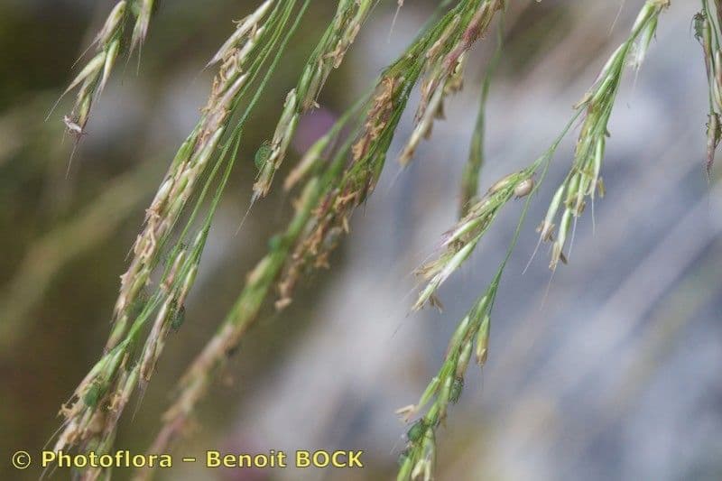 Agrostis di Schleicher 2