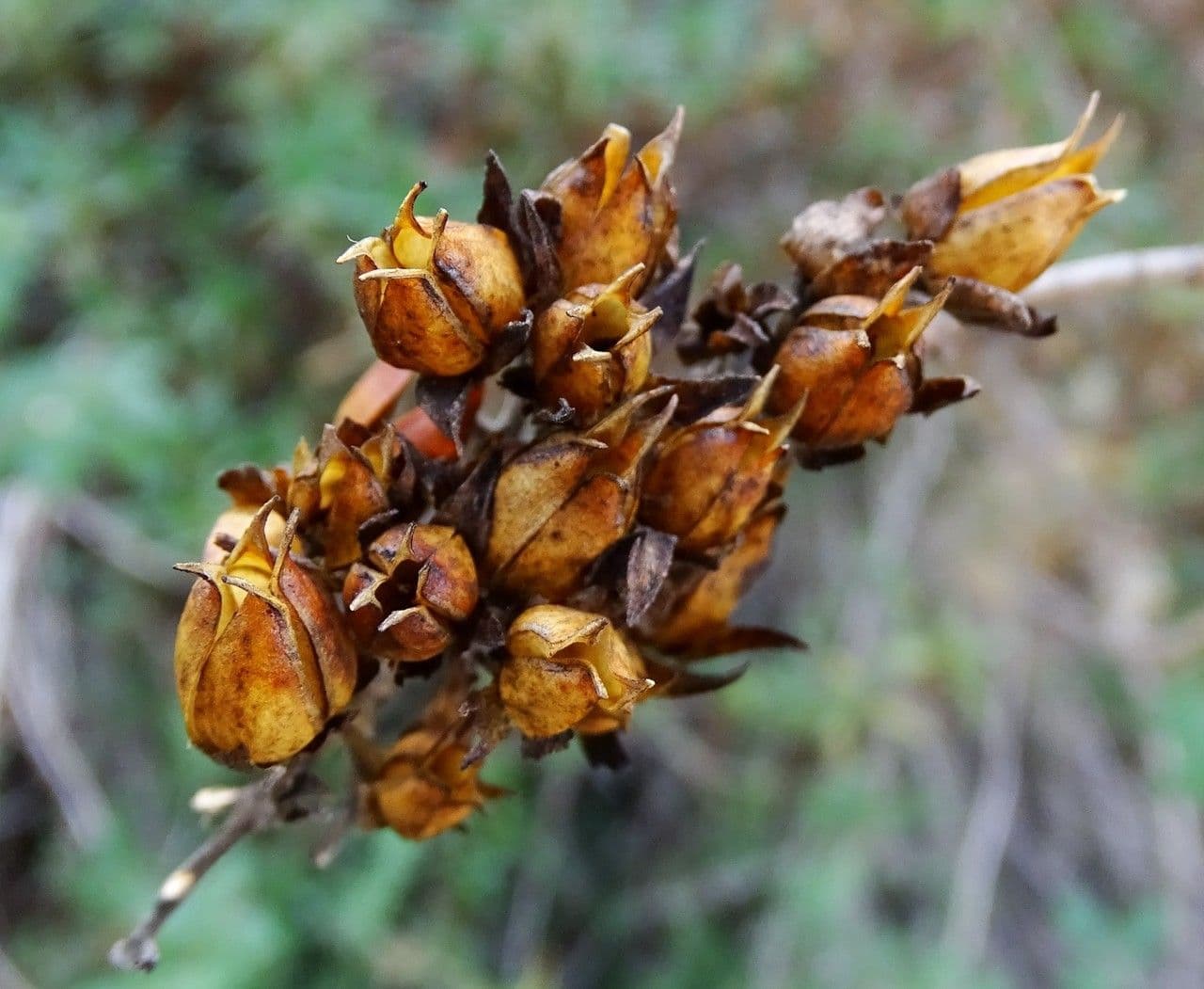 Keckiella cordifolia 4