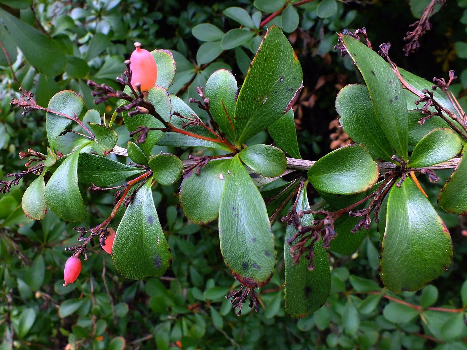 Agracejo 11