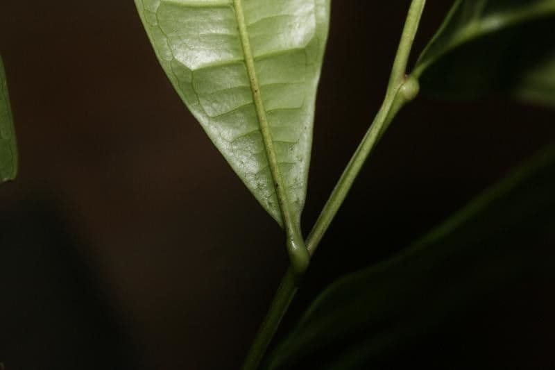Vantanea 15