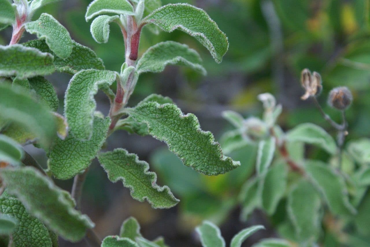 Cistus krétský 28