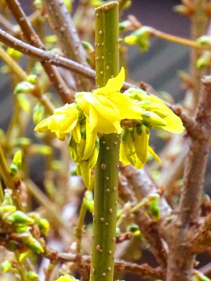 Forsythia pendula 22