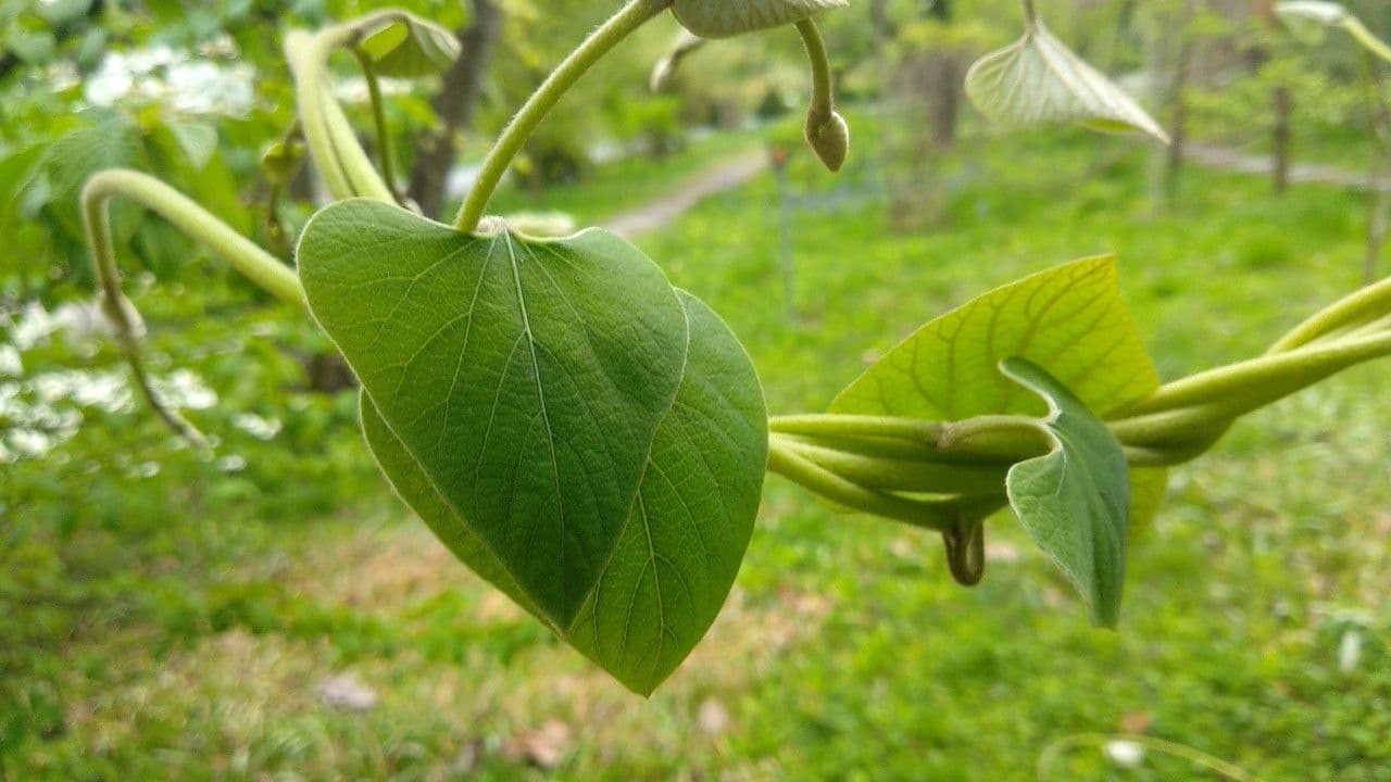 Arzneipflanze 5