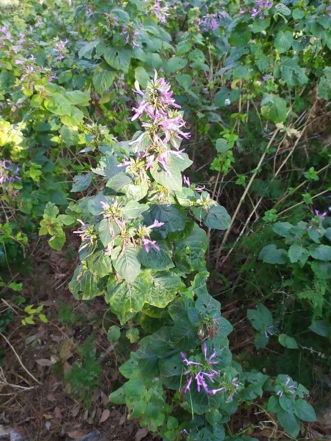 Hypoestes aristata 13
