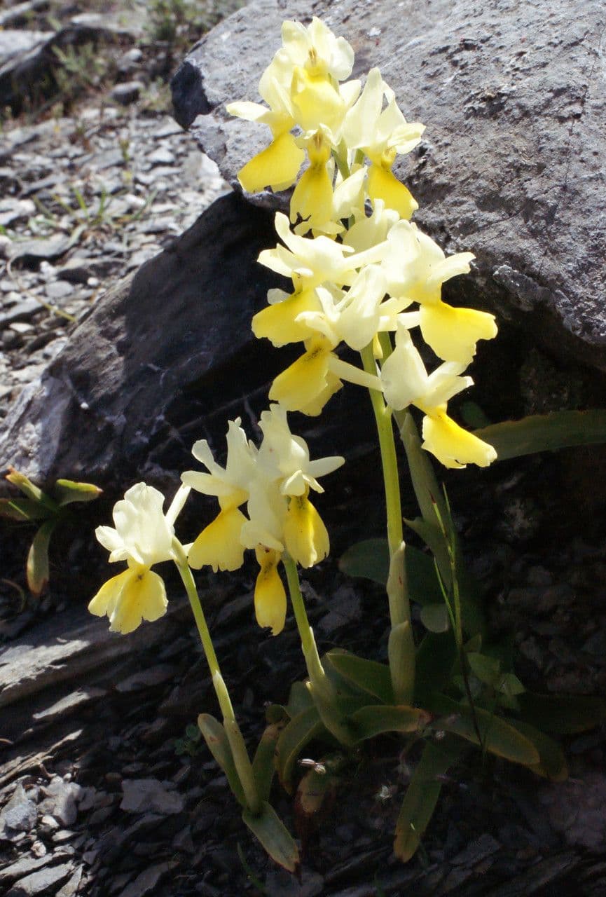 Orchide 7