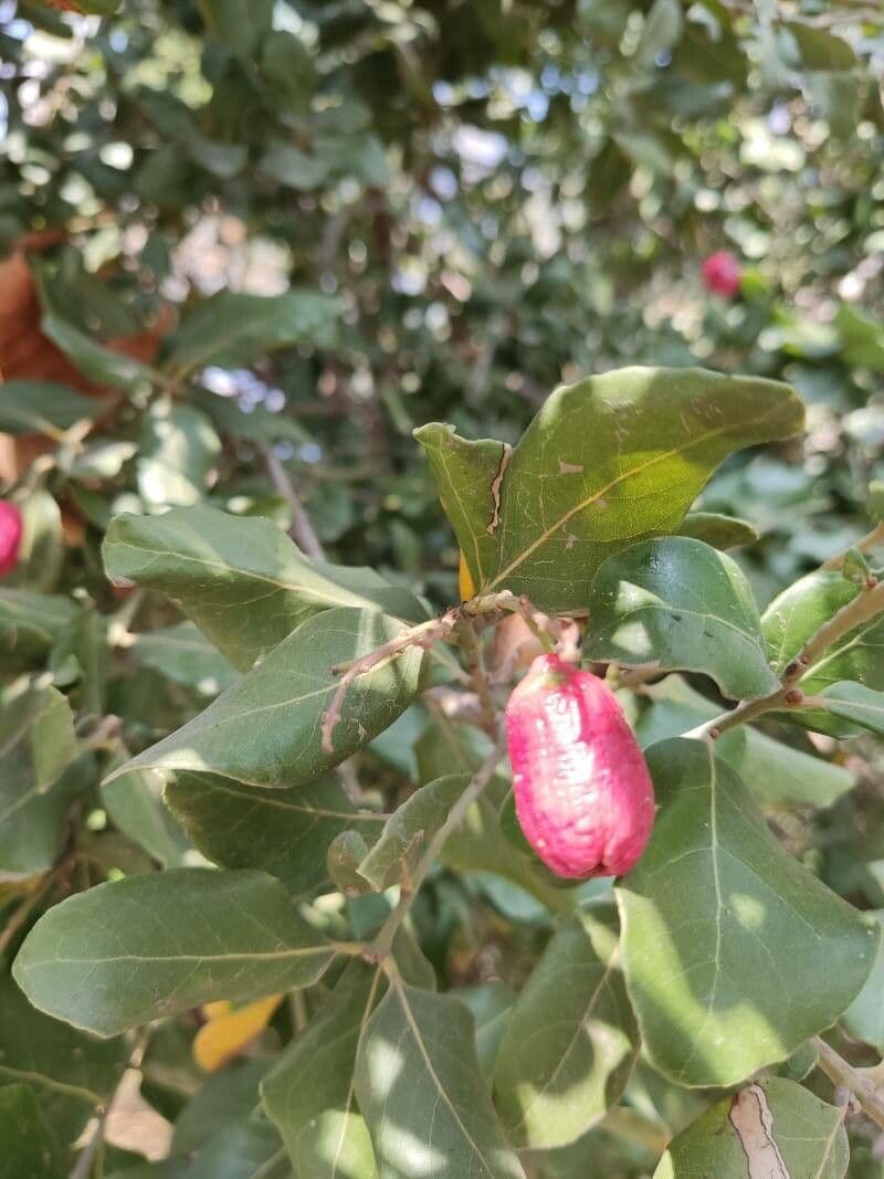 Cryptocarya
