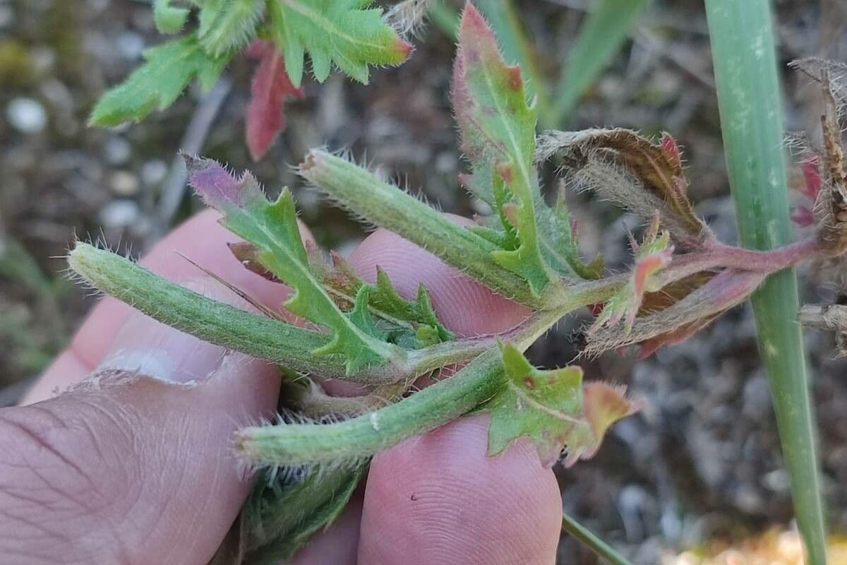 Onagra laciniata 3