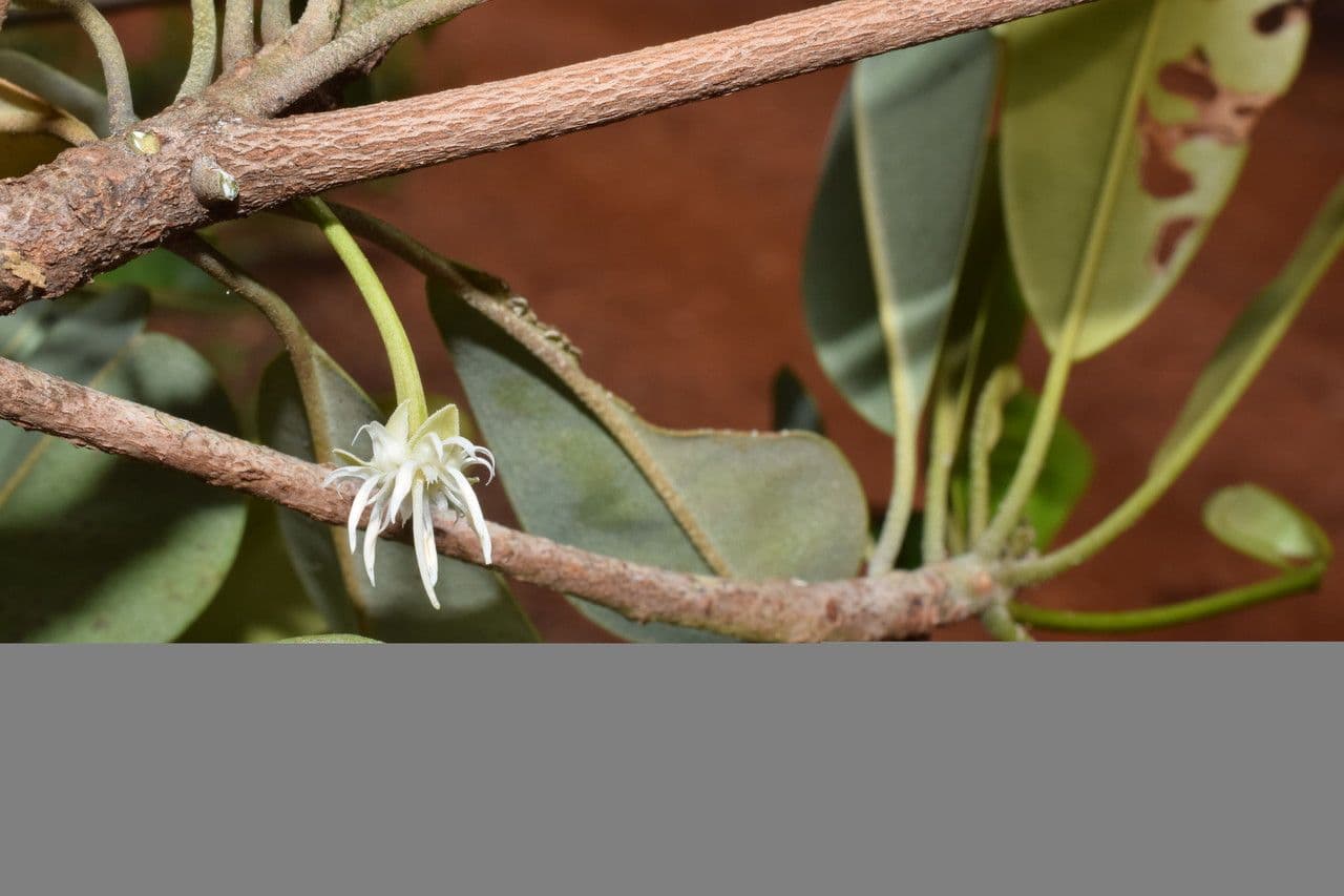 Manilkara 8