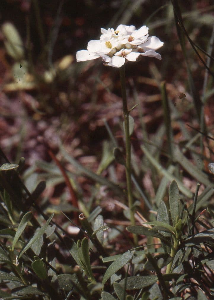 Iberis sempreverde 3