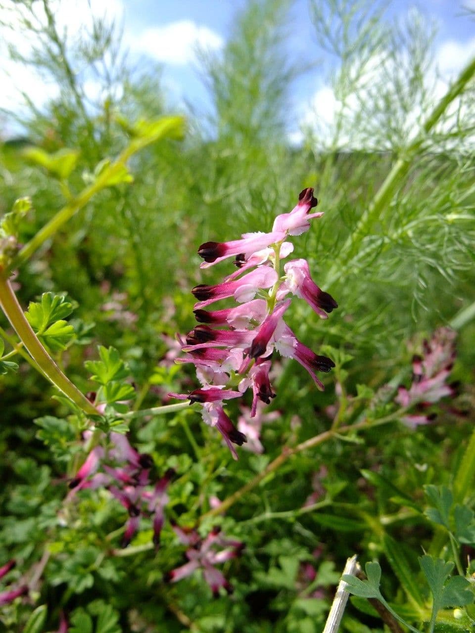 Fumaria macrosepala 8