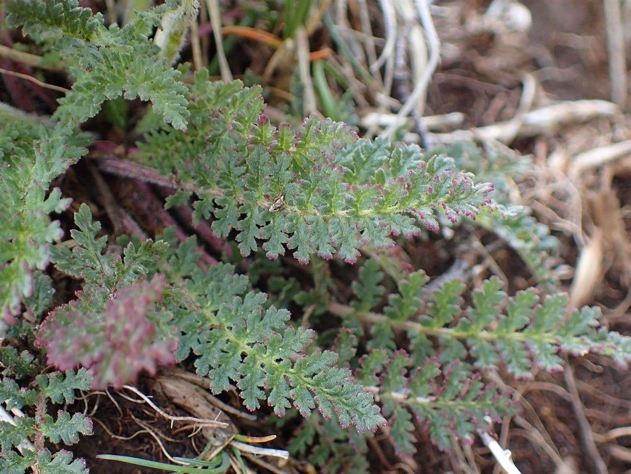Pedicularis gyroflexa 11