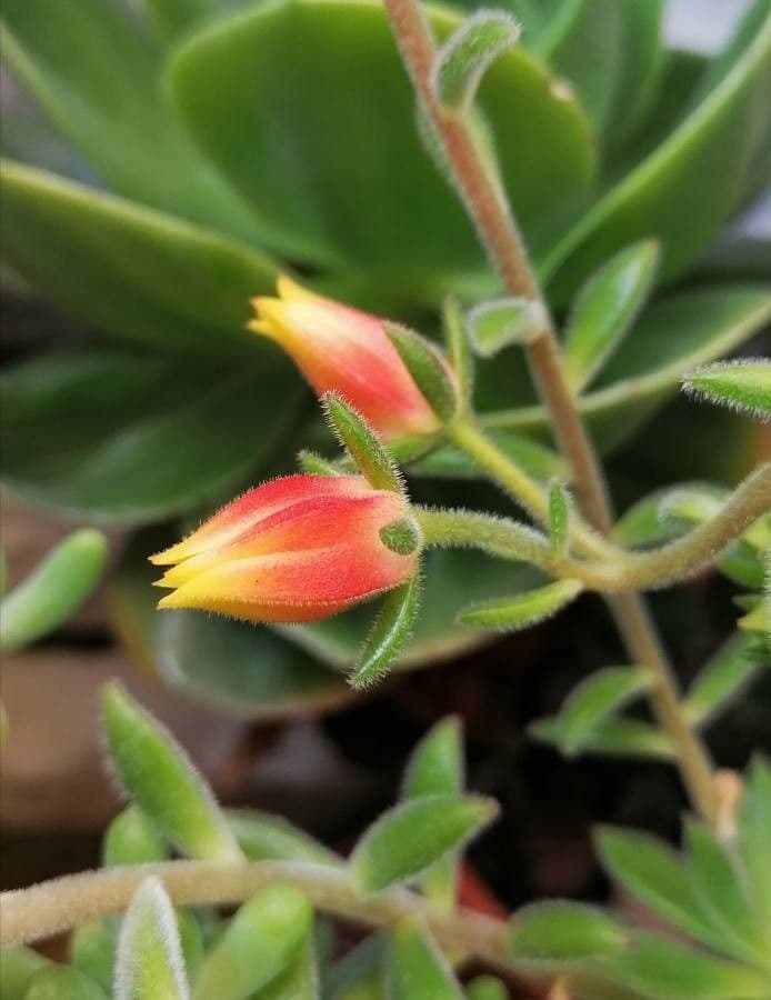 Echeveria 5