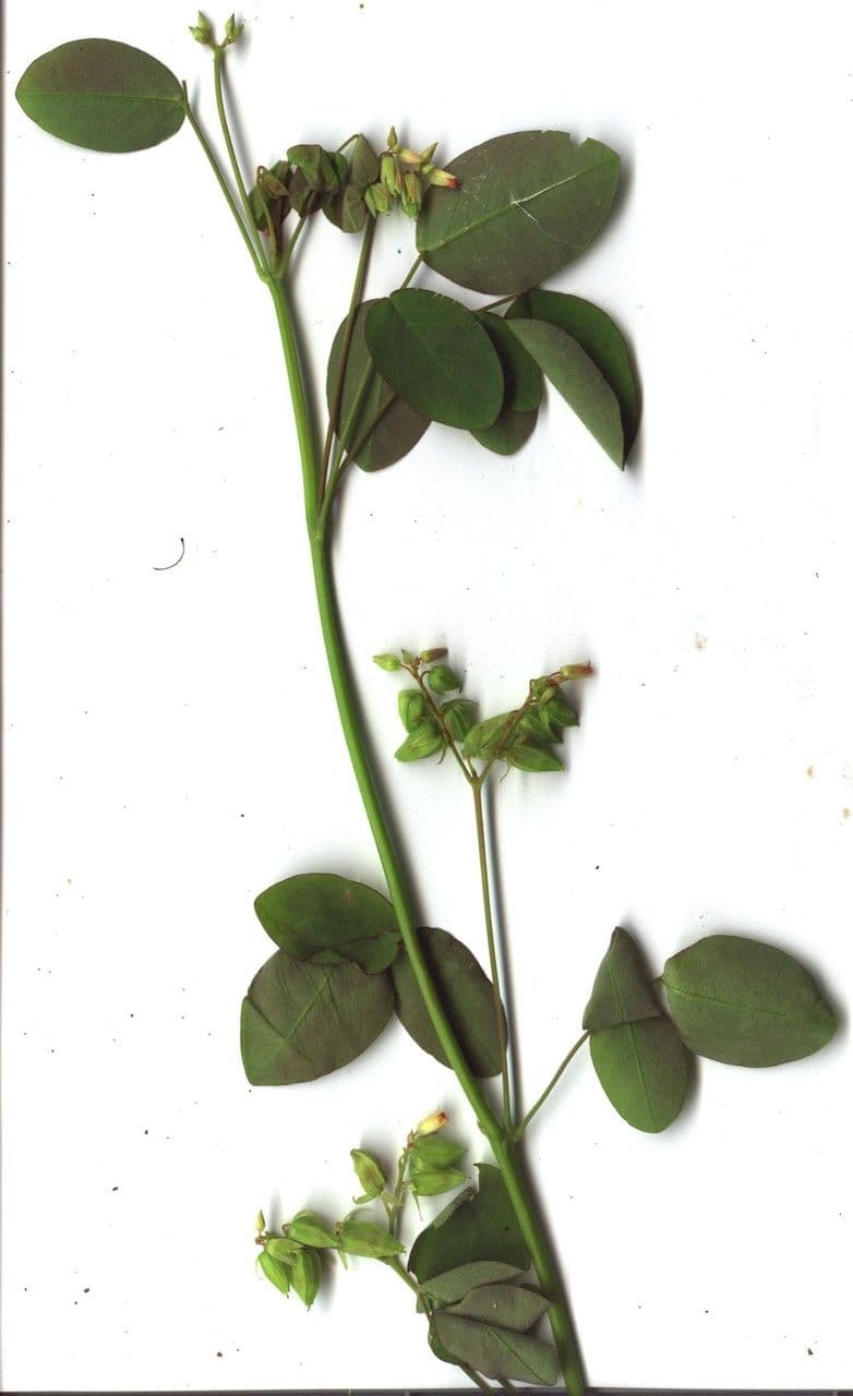 Acetosa di Barrelier 26