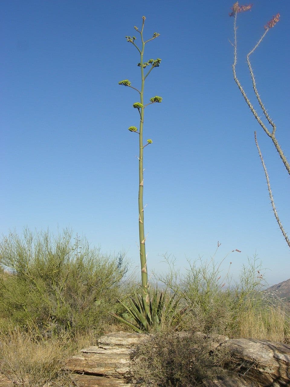 Agave 4