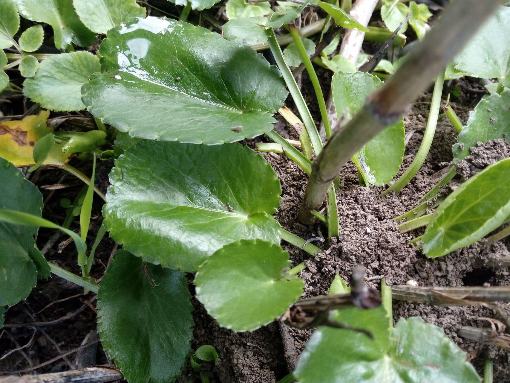 Panicaut à trois pointes 9