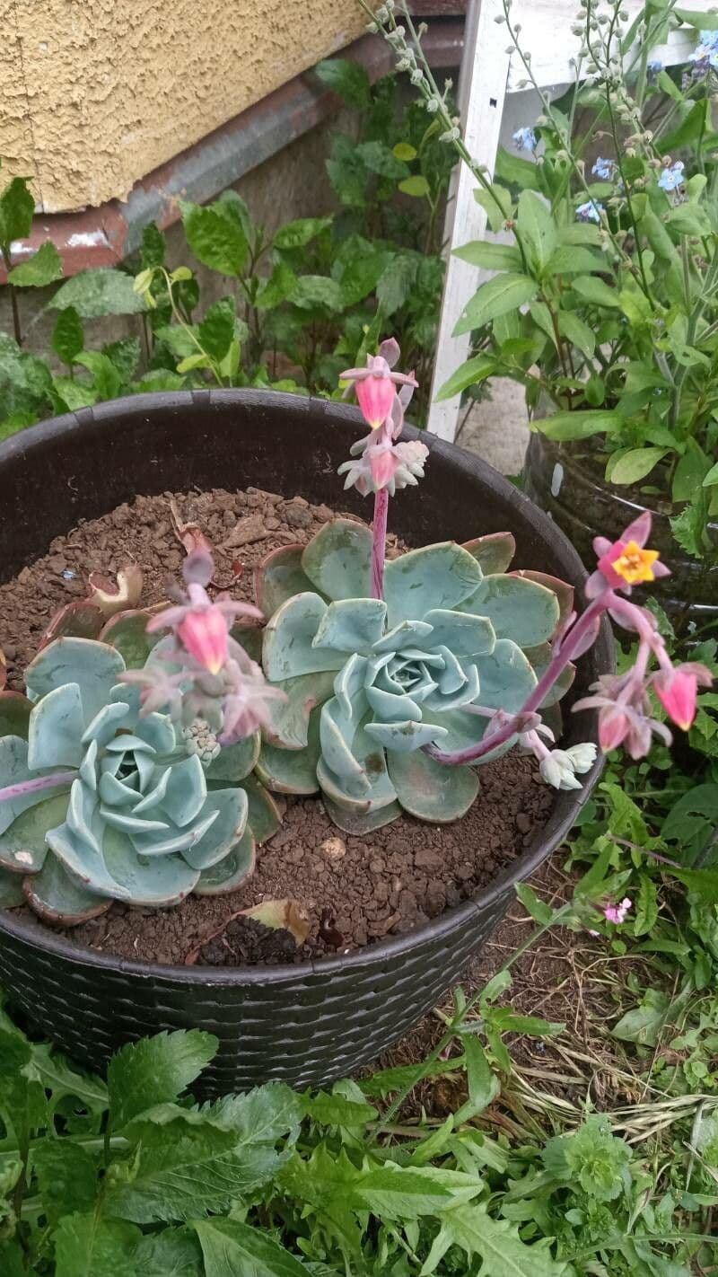 Echeveria secunda 10