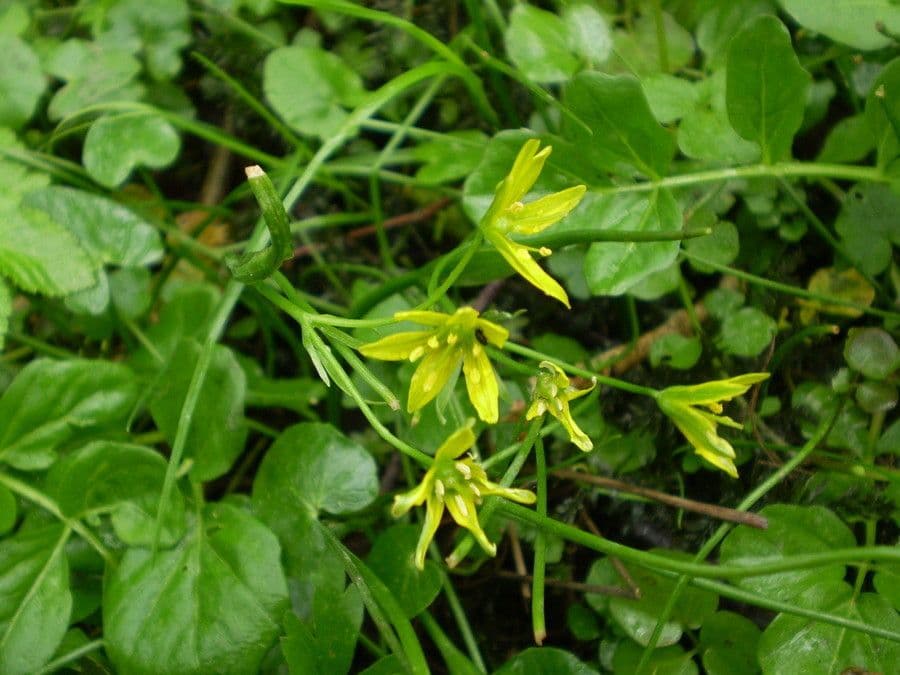 Gagea spathacea 4