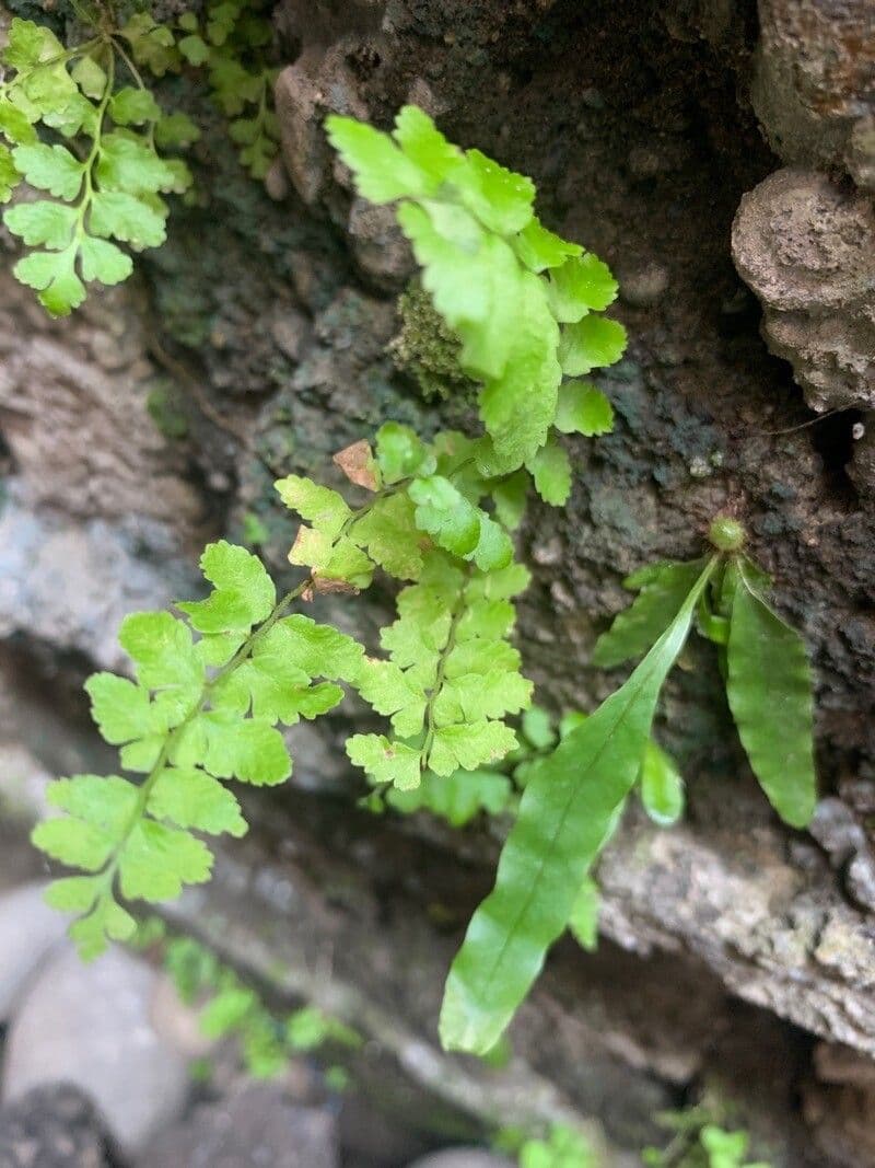 Asplenio vespertino 6