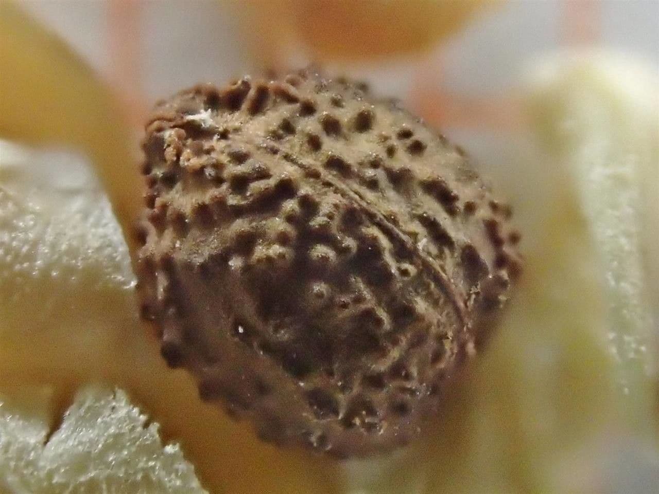Dornenkrone 5
