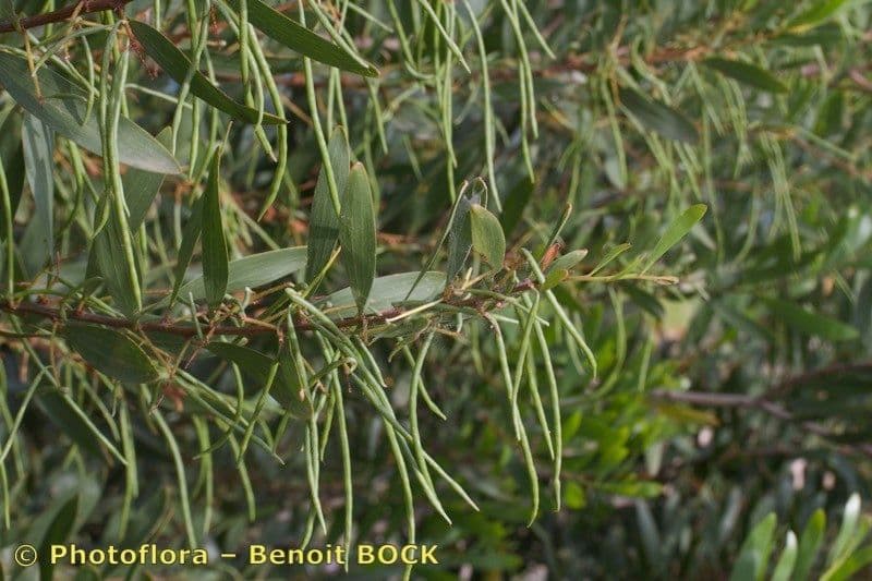 Acacia nera 26