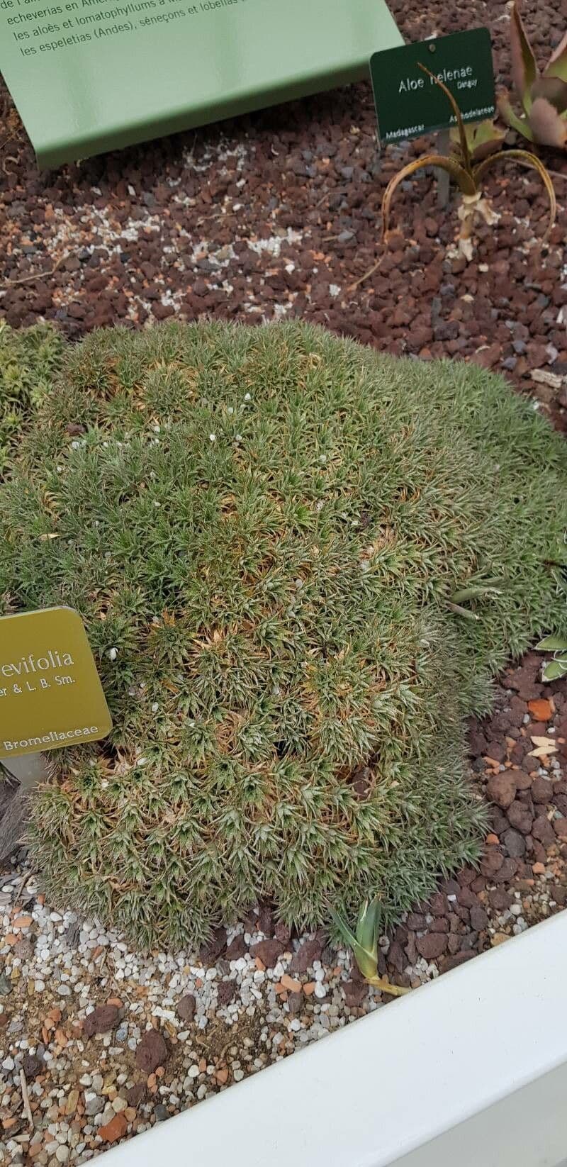 Deuterocohnia 4