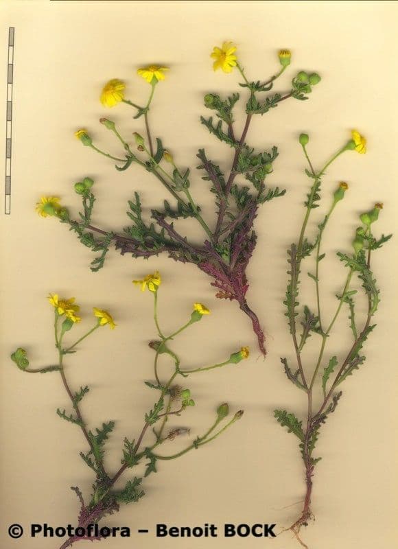 Senecio 25