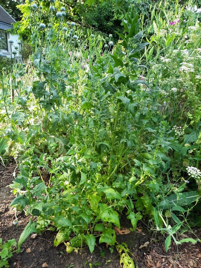 Spinaci 13