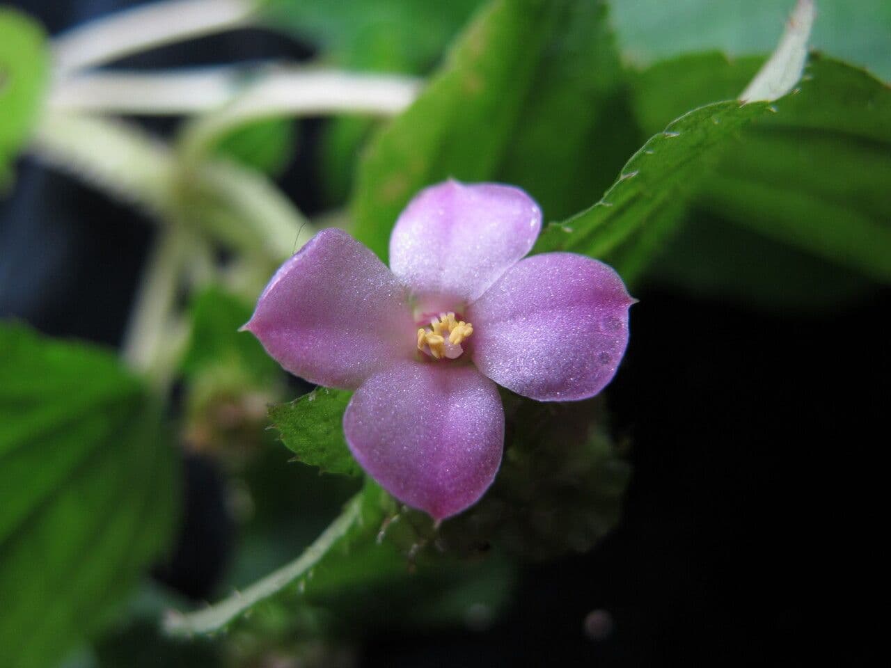 Sarcopyramis