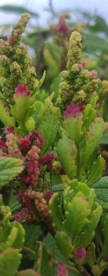 Phyllocladus 2
