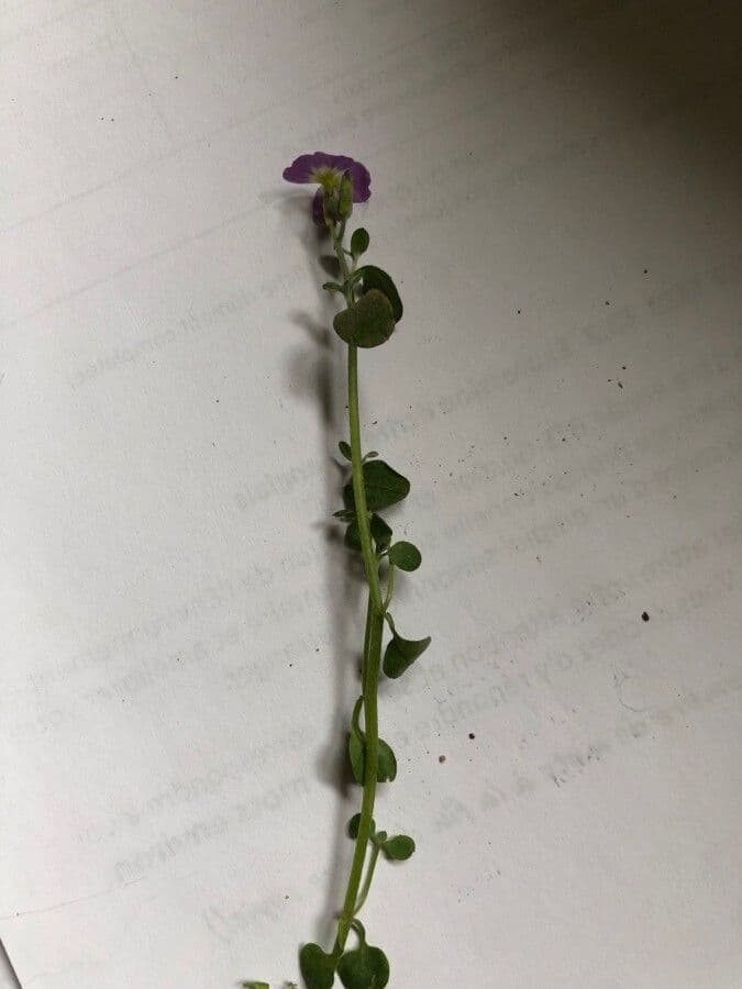 Malcolmia Marittima 20