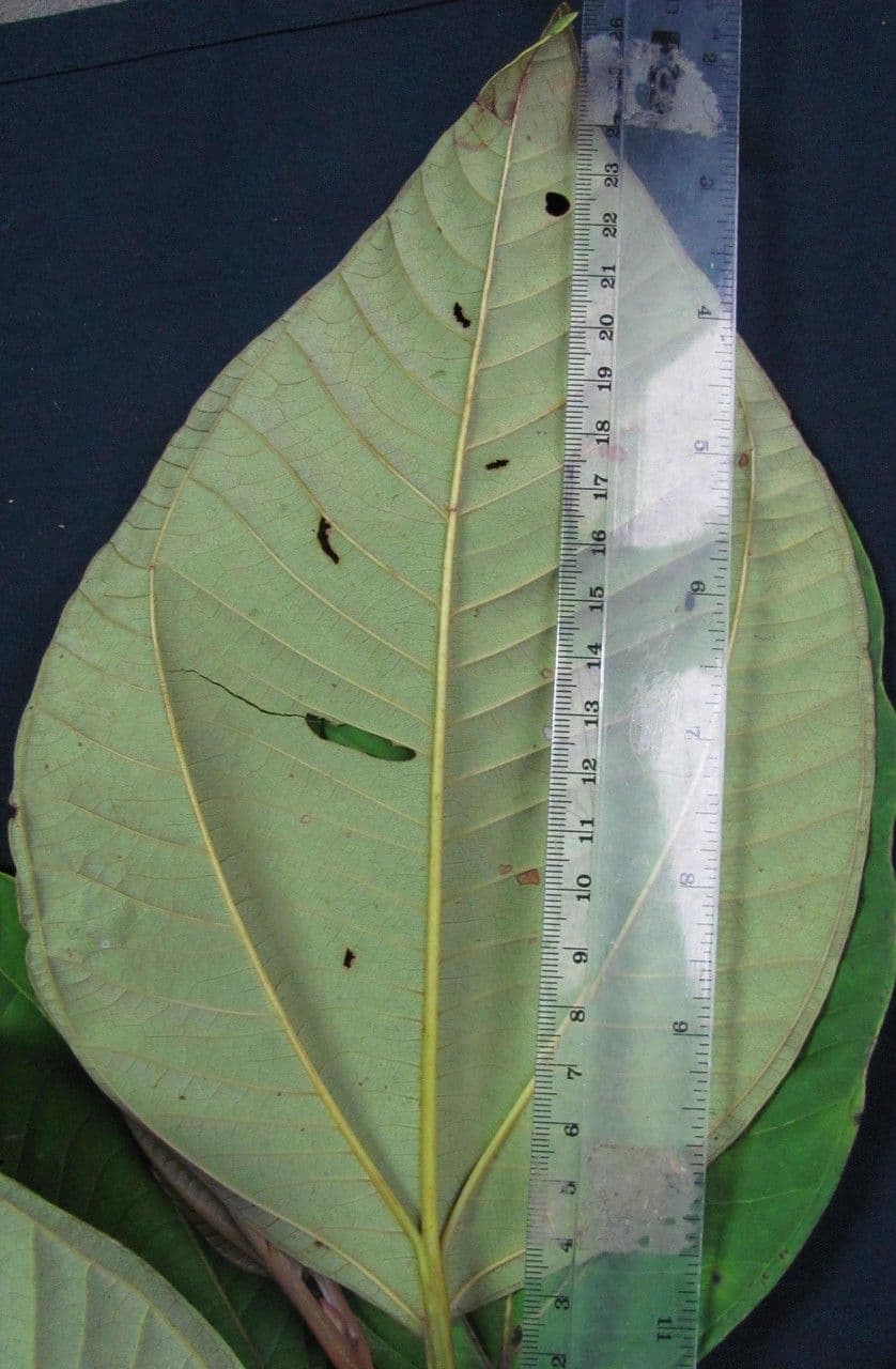 Bellucia 9