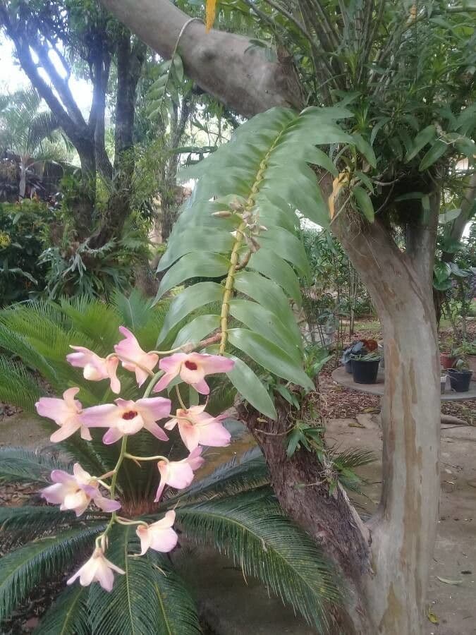 Moschus-Dendrobium 6