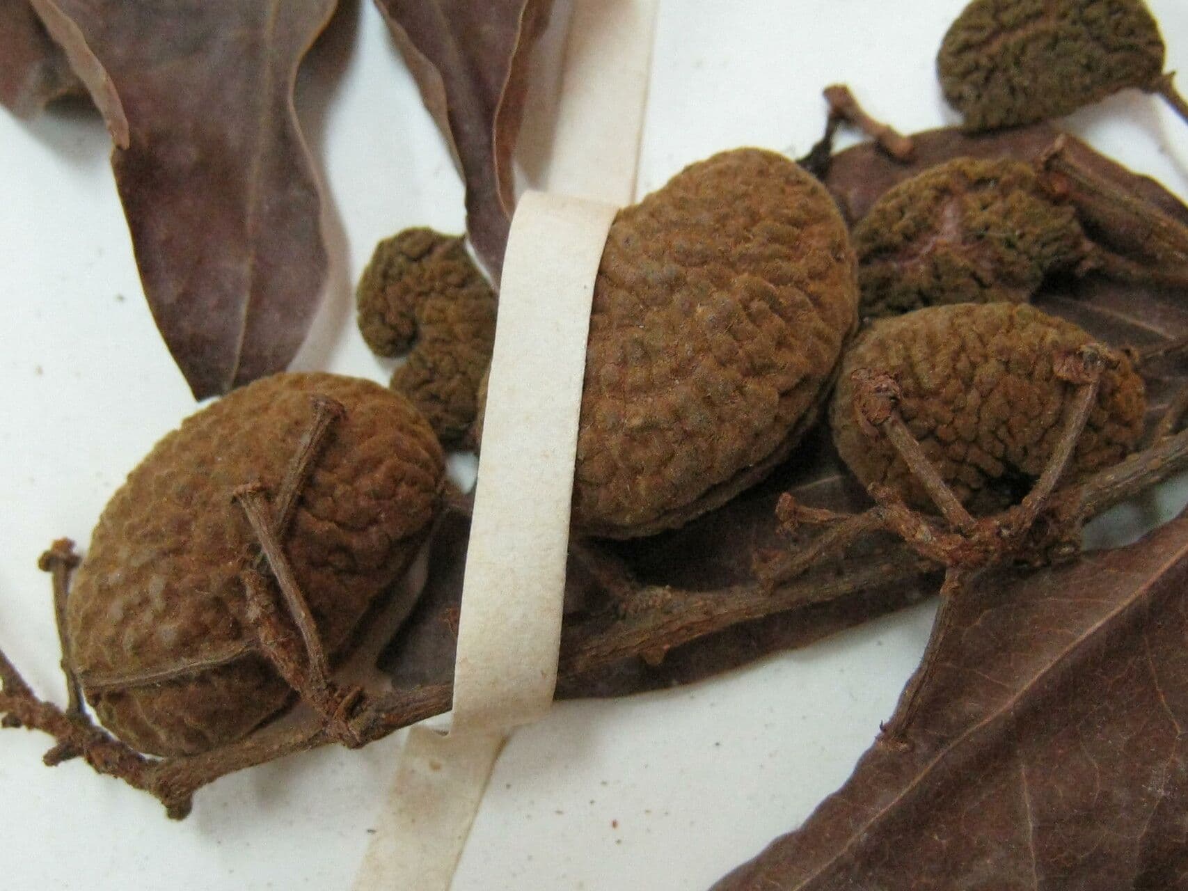 Cynometra 3